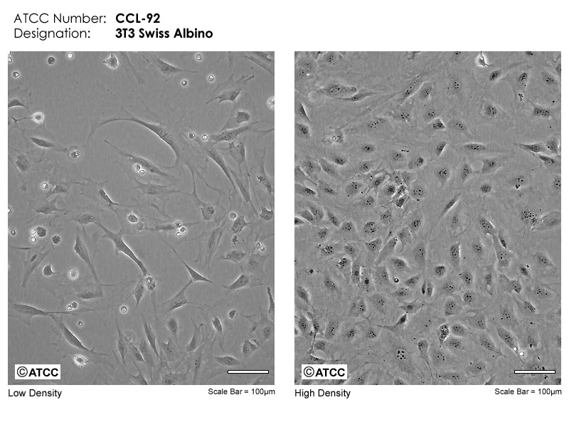 3T3-Swiss albino细胞图片